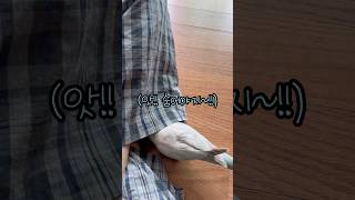 다올이와 함께하는 숨바꼭질 #숨바꼭질 #러블리다다즈 #앵무새 #퀘이커앵무새 #앵무새이다올