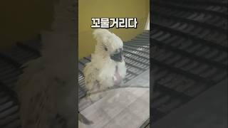 우관 보이는 아기 엄브렐라 코카투앵무새  안산 앵무새카…