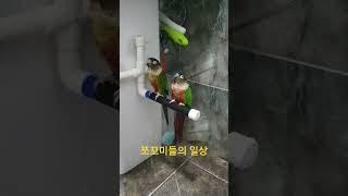 같이 사워하는 형제 앵무새#앵무새키우기 #동물키우기 #…