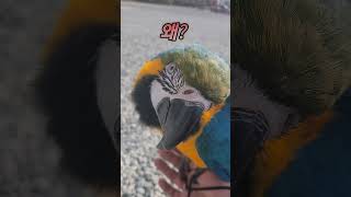 루카한테 집가자 해보기 #parrot #앵무새 #mac…