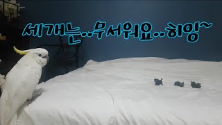 여전히 알수없는 황당한 앵무새들의 무서움의 기준