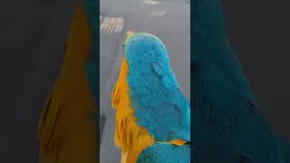 이상한 소리 내는 루카 #shorts #청금강