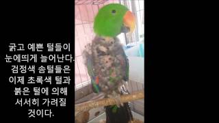 self injury Eclectus parrot th…