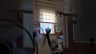 창 밖을 바라보며 나가고 싶어하는 루카 #청금강 #청금…