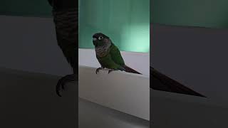 흥겨운 아기상어노래#앵무새#parrot #코뉴어 #co…