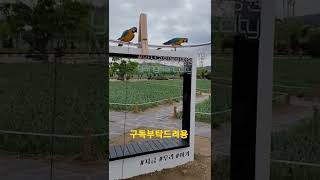 청금강앵무새 루카와 치코 #shorts