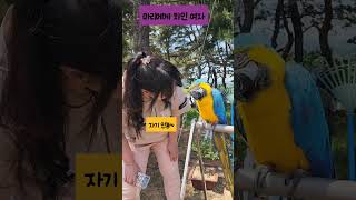 마리한테 차인 여자#청금강#마카우#앵무새#영상#parr…