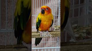 써니야 밥먹고 식곤증이 온거야?  #썬코뉴어 #parrot #앵무새 #졸리는 #sleepy #식곤증 #chorionics #써니