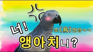 [수다쟁이 회색앵무 코코] EP20. 좌충우돌! 앵무새…