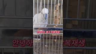 안녕하는 코카투앵무새 반복재생