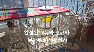 코뉴&amp;코코 새장 꾸미기(코뉴어 앵무새 새장 교체…