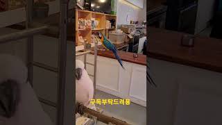 청금강앵무새 망고의 제로투 댄스 #shorts