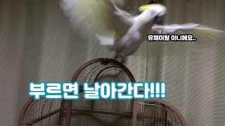 이제 부르면 날아오기도 하는 앵무새! 호출훈련이 필요 …