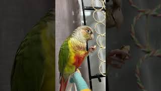 소망이의 일상(코뉴어)아몬드를 참 맛있게 먹는구나