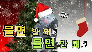 [수다쟁이 회색앵무 코코] EP23. "물면 안 돼"는 걸 아는 앵무새 코코