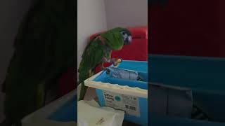 앵무새. 한스마카우. 이름: 루비. 2013년생. 13살. 남자.