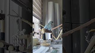 [퀘이커 앵무] (세상 애절하게) 아빠~ | 아빠랑 친…