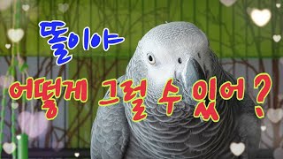 꼭꼭숨어라 머리카락보인다~있지만 없고 없지만 있어요~[연구대상앵무새똘이]
