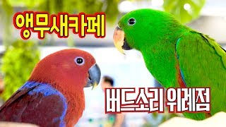 이색동물카페 앵무새카페 버드소리