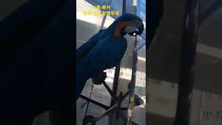 거울보고 웃는 앵무새 #청금강 #청금강앵무새 #macaw #bluegoldmacaw