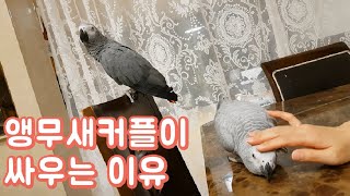 앵무새는 앵무새끼리 사랑해야지 사람좋아하면 안된다