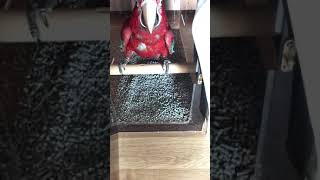 홍금강 앵무새 이동장에 들어가기