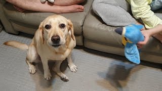 [ENG]말하는 앵무새를 본 강아지 반응