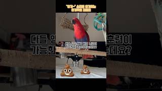 응가해보자 응~가 ? #parrot #뉴기니아 #말하는앵무새 #반려조 #앵무새 #앵무새반응 #배변훈련 #응가 #응가무새 #릴리앤빌리