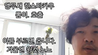 공서연(앵무새)한스마카우.뽐이 호출.이름 부르면 옵니다…