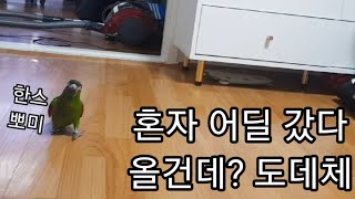 공서연(앵무새)한스마카우.뽐이.어딜 그렇게 갈건데?