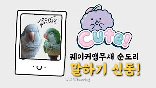 퀘이커앵무새 순도리♡ 아무말 대잔치 추가영상(내새꾸 아이 예뻐라♡)