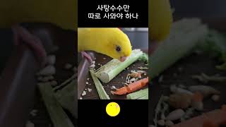 매일 좋아하는 것만 먹는 앵무새라니