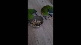 꽁패.앵무새.한스마카우.뽀미.한나.사랑꾼 뽀미.2021.12.4