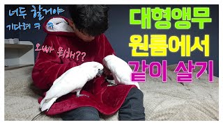 아이들과 집나왔 습니다. 원룸 방음 원룸에서 앵무새 키…