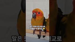썬코뉴어, 이렇게 귀여운 앵무새 본 적 있어요? 초보자…