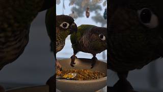 코뉴어앵무새#하랑이#하봉이#parrot#더빙농장#동물더…