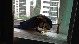 청금강 - 쿠악이