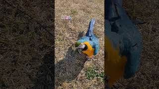 걸어오는 루카 #청금강 #청금강앵무새 #마카우 #parrot #macaw #앵무새 #동물 #반려동물 #애완동물 #animal #루카 #산책