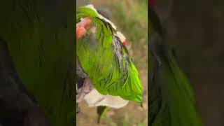 앵무새 한스마카우 자해 후 도리도리질