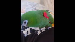 한스마카우 사랑이 귀여운짓 모음집