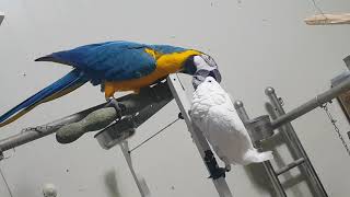 코카투와 금강이 가시깃 골라주기