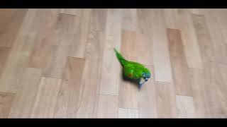 공서연(앵무새)한스마카우.졸졸 쫒아다니는 앵아지.2020.12.9