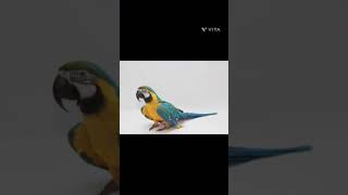 동물들의 여왕이란 웹툰 캐릭터중 앵무새 프시카 그리기 (청금강앵무)