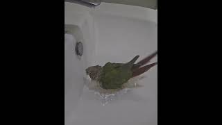 스스로 목욕하는 순이 #코뉴어 #앵무새 #목욕