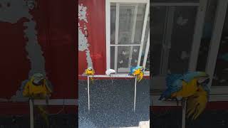 카페지엘 / 하늘 리치 코코 /청금강 /코카투 ☕️