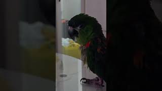 #앵무새 #한스마카우 @13세. 남자. 이름: 지루비. 영상:  내가 온라인 공부 중인데 꾸벅꾸벅 졸고 있다. 루비야 다음 세상에는 꼭 사람으로 태어나서 누나랑 함께 공부하자.