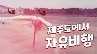 제주도에서 루티노갈라코카투 자유비행