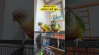 앵무새 일상 #코뉴어 #앵무새