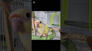 #코뉴어#버드모아#앵무새분양 #반고개역 #앵무새용품 #…