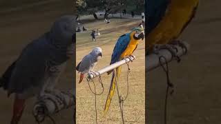 올림픽공원) 화려하고 톡특하게생긴 청금강앵무새를 묶어두…